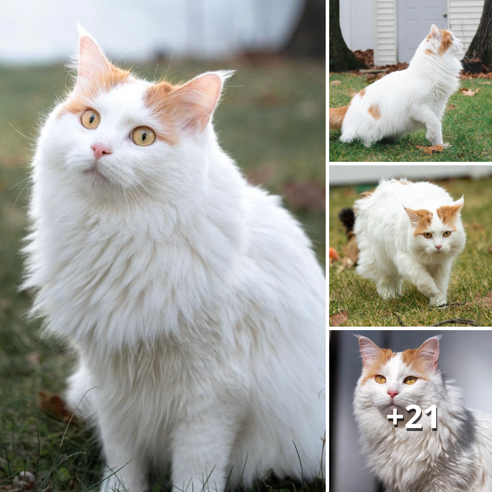Introducing Ere: The Captivating Turkish Van Cat With a Snowy Coat that Charms Everyone